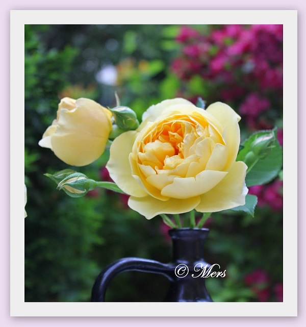 yellow rose -a.jpg