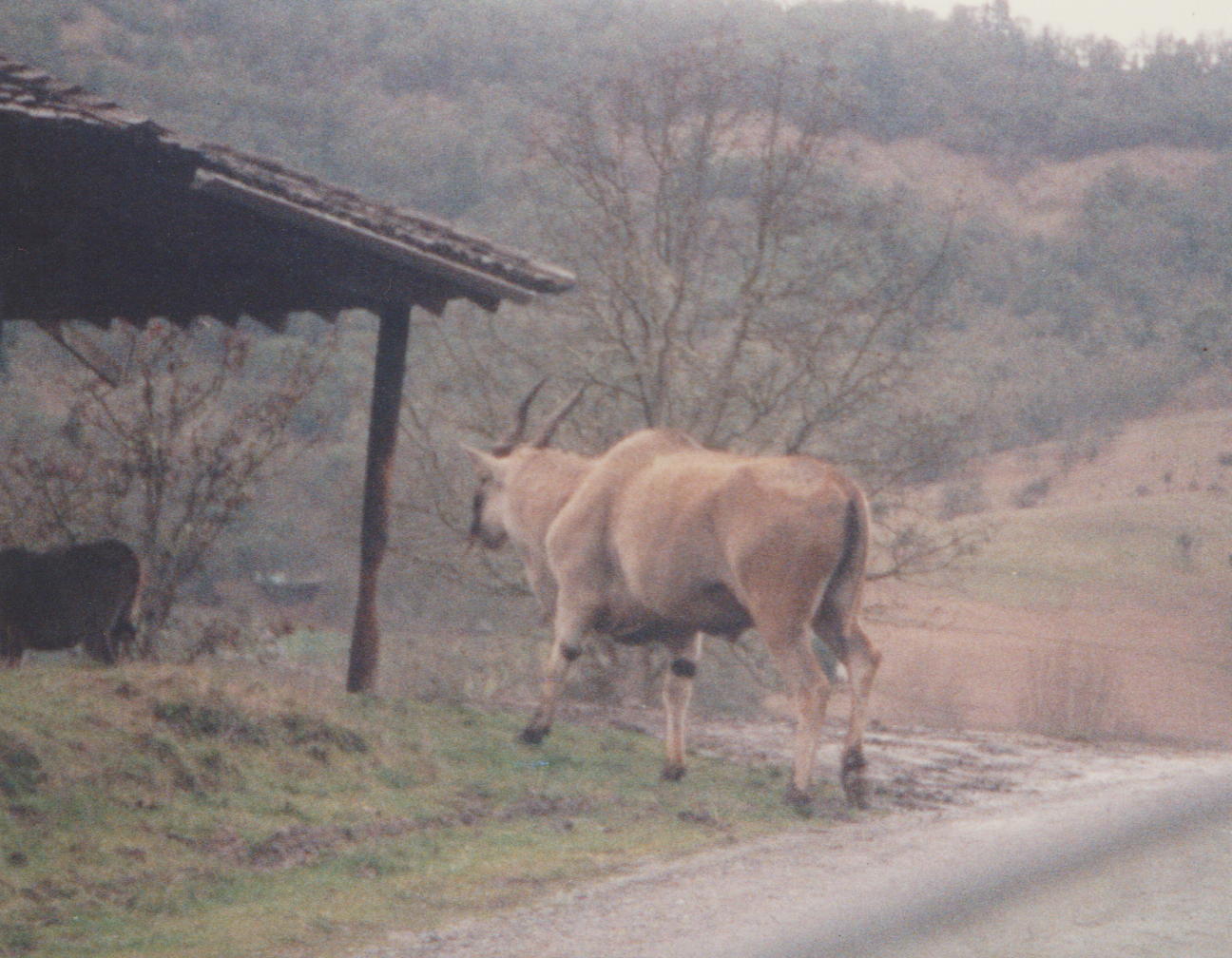 1992-12-26 - Saturday - Wildlife Safari Trip, Marilyn, Crystal-01.png