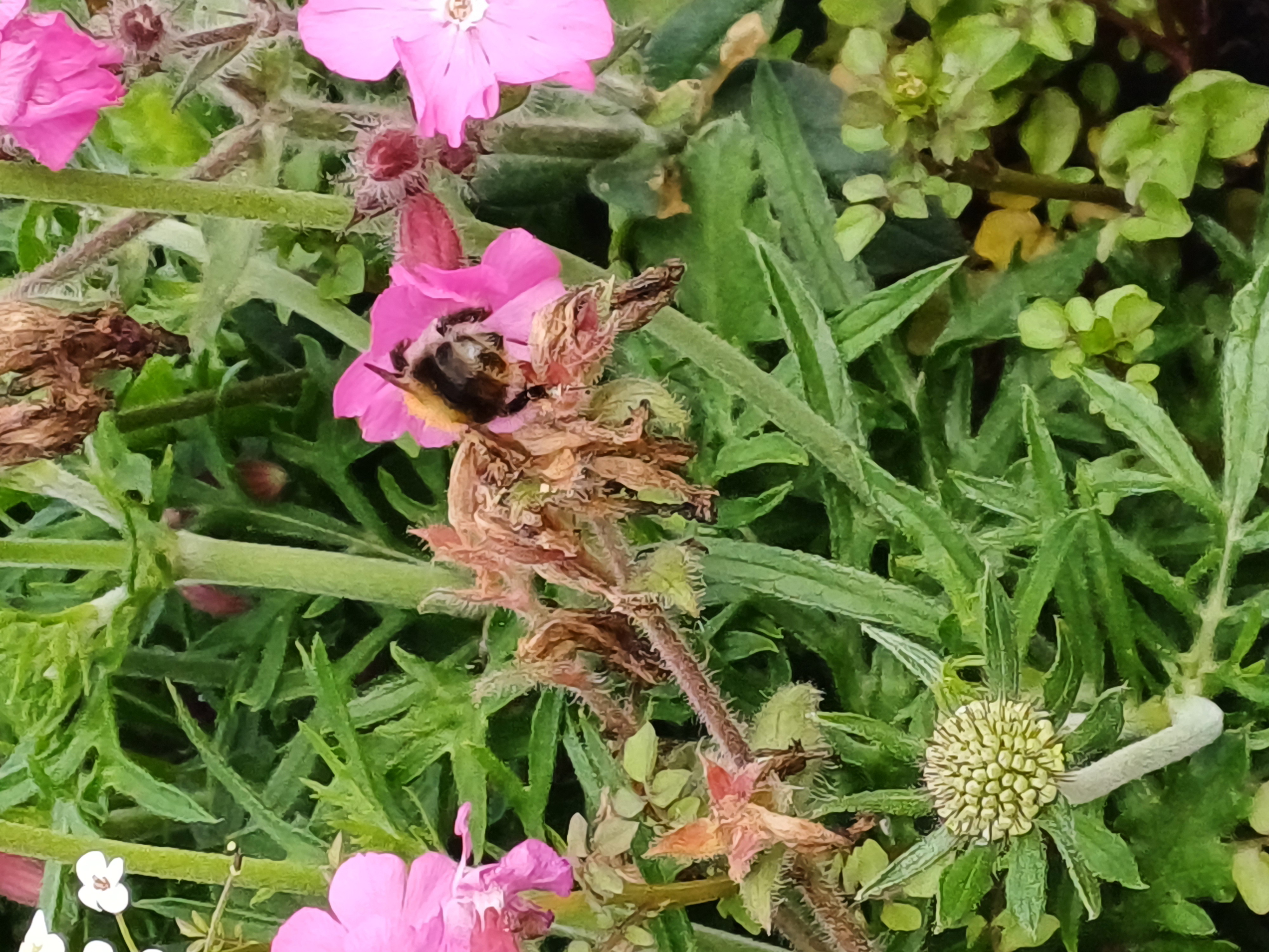 20250530_084250.jpg