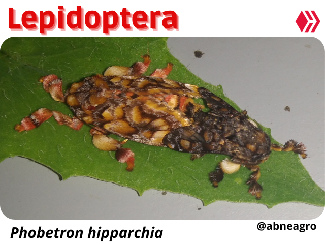 Automeris cf. jucunda (2).png