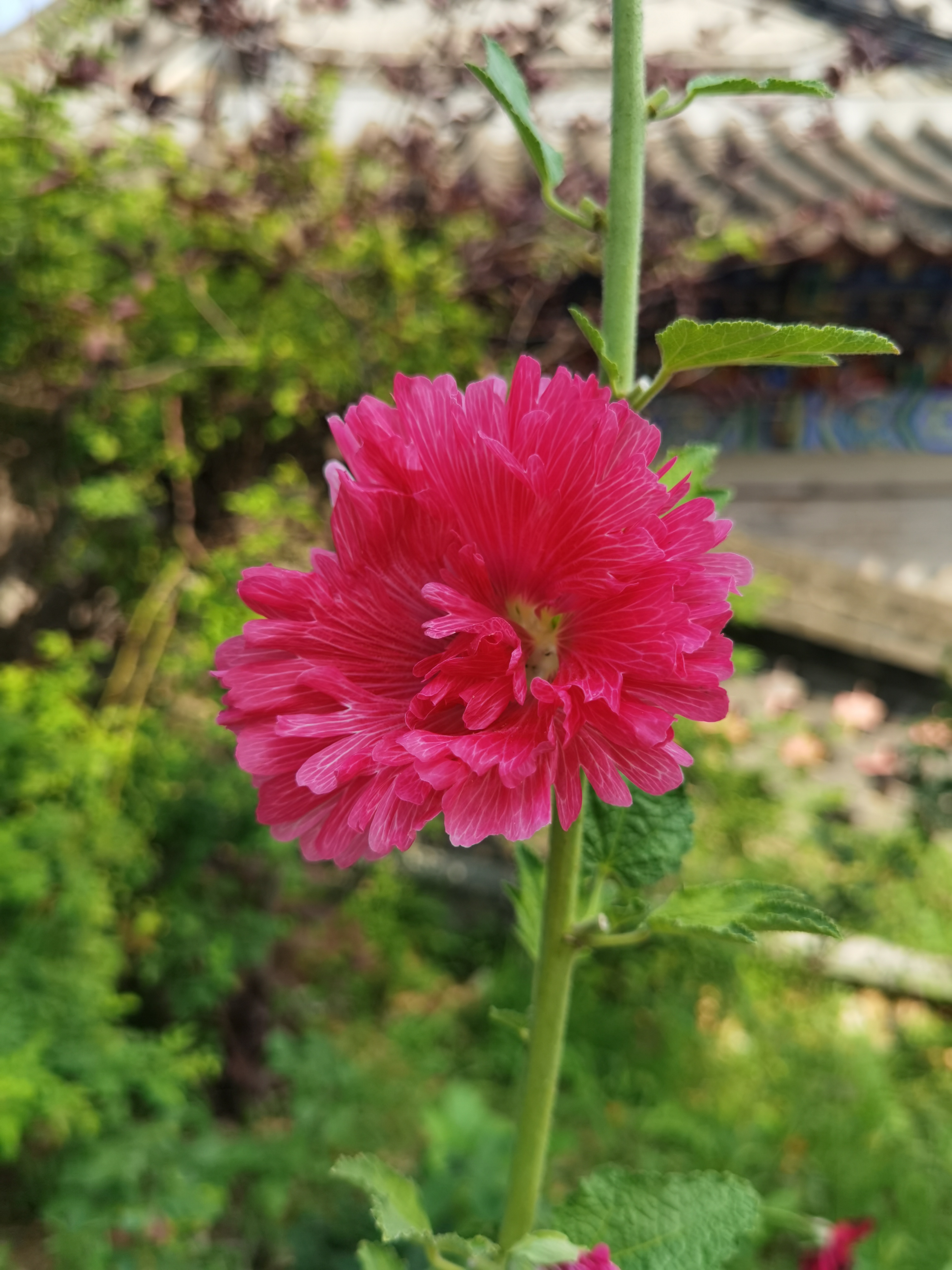 花.jpg