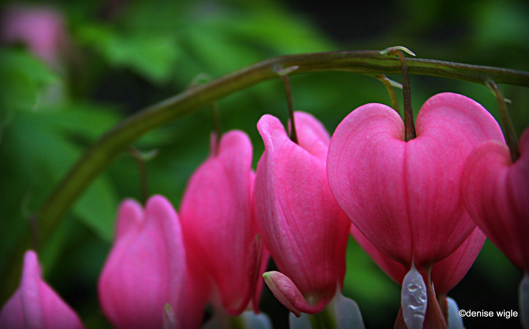bleeding heart.jpg