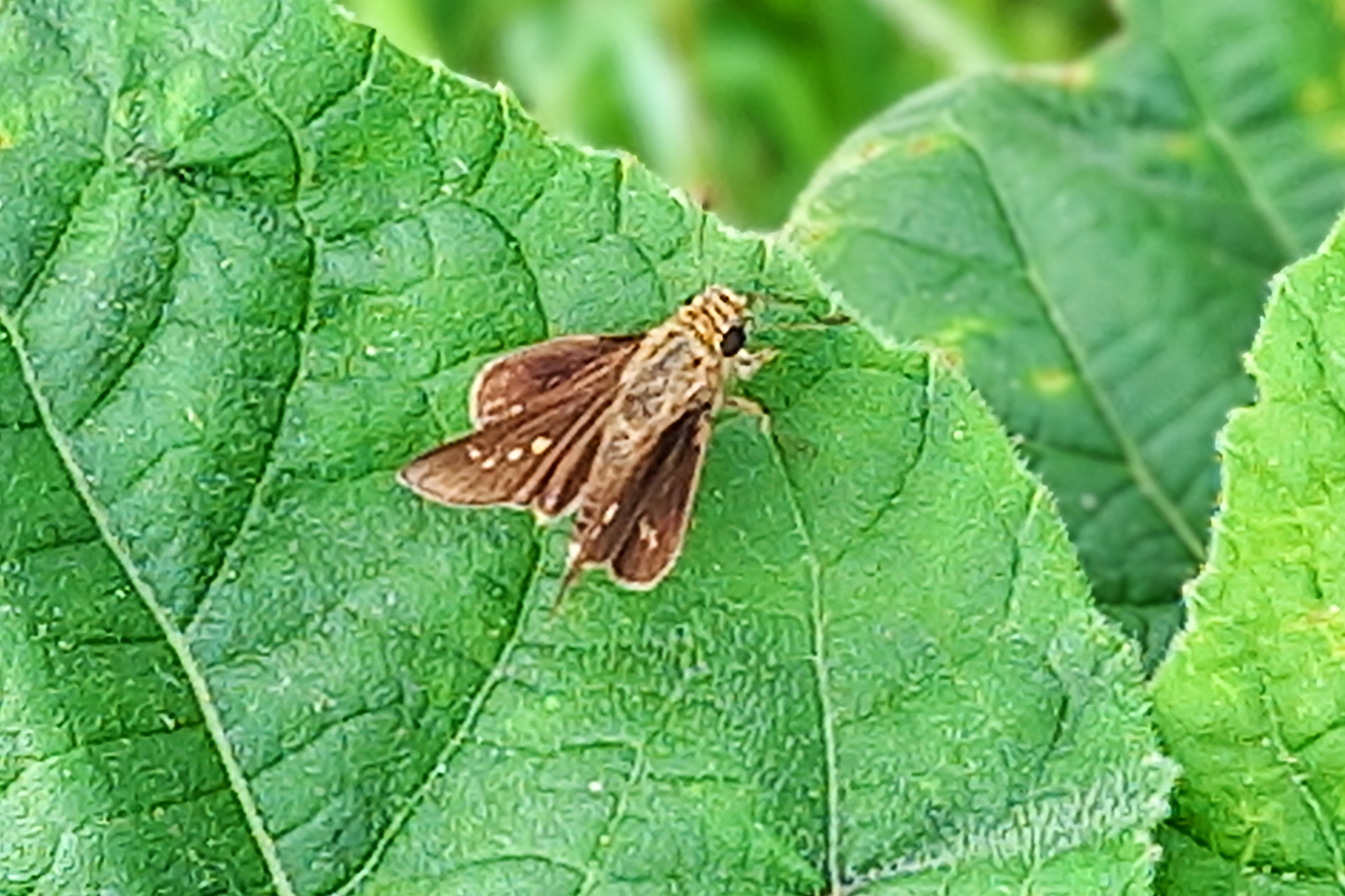 20250725_070740~2.jpg
