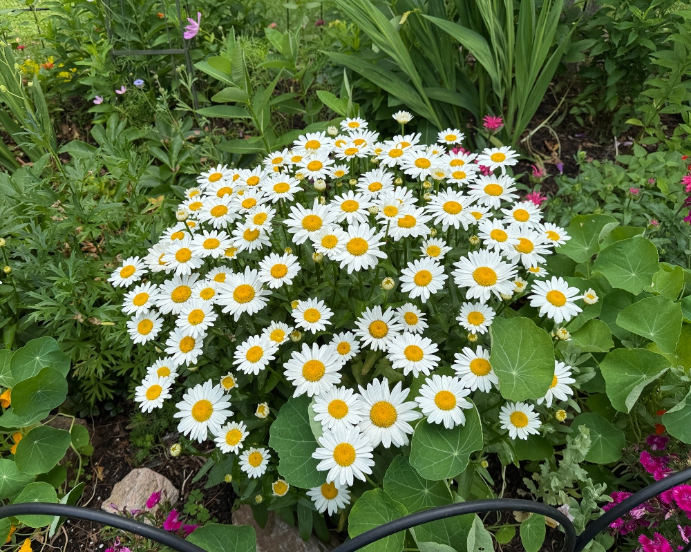 hivegarden-shasta-daisy.jpg