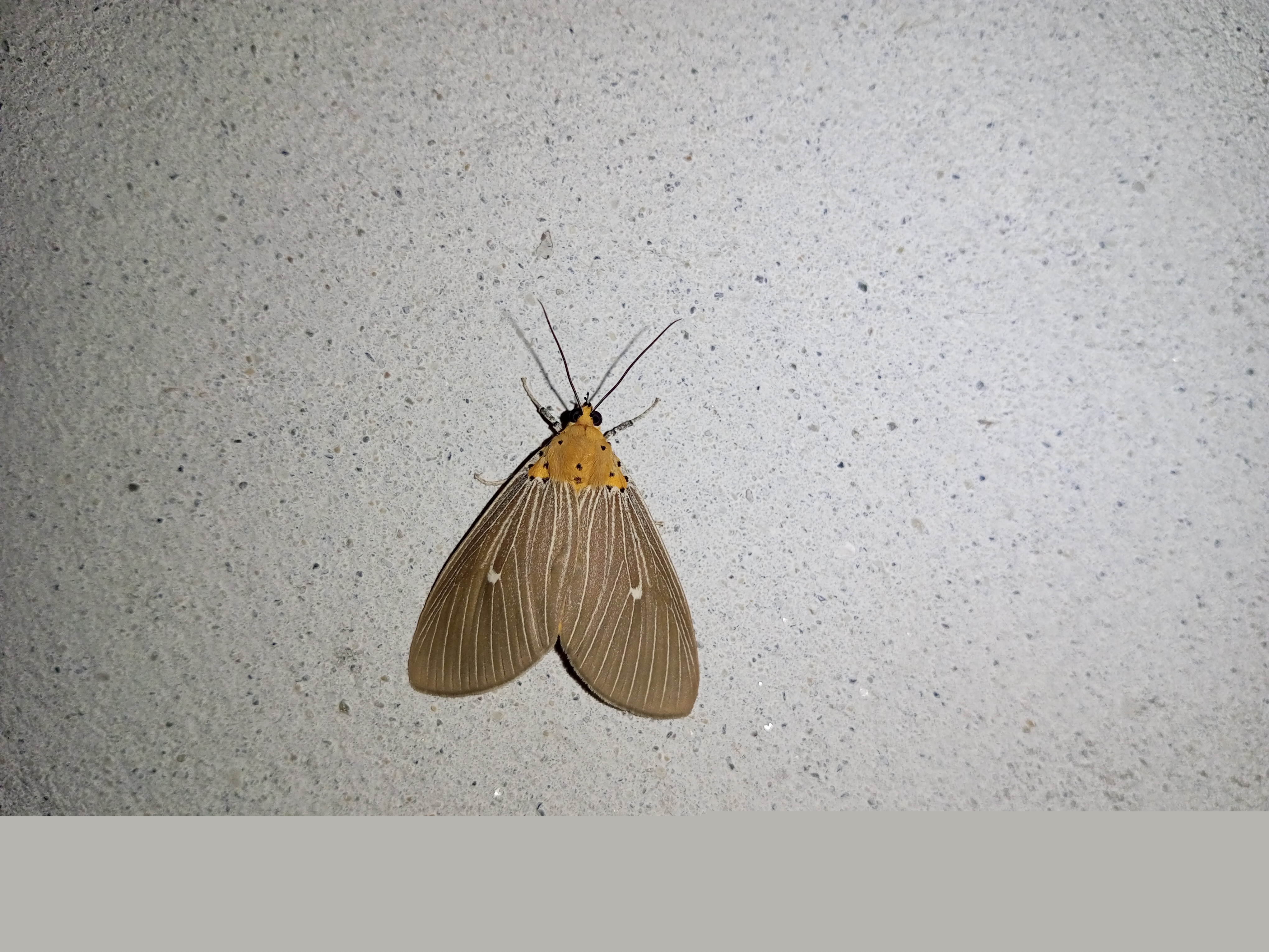 IMG_20250802_220630_109.jpg