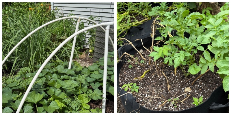 hivegarden-journal-potatoes.jpg