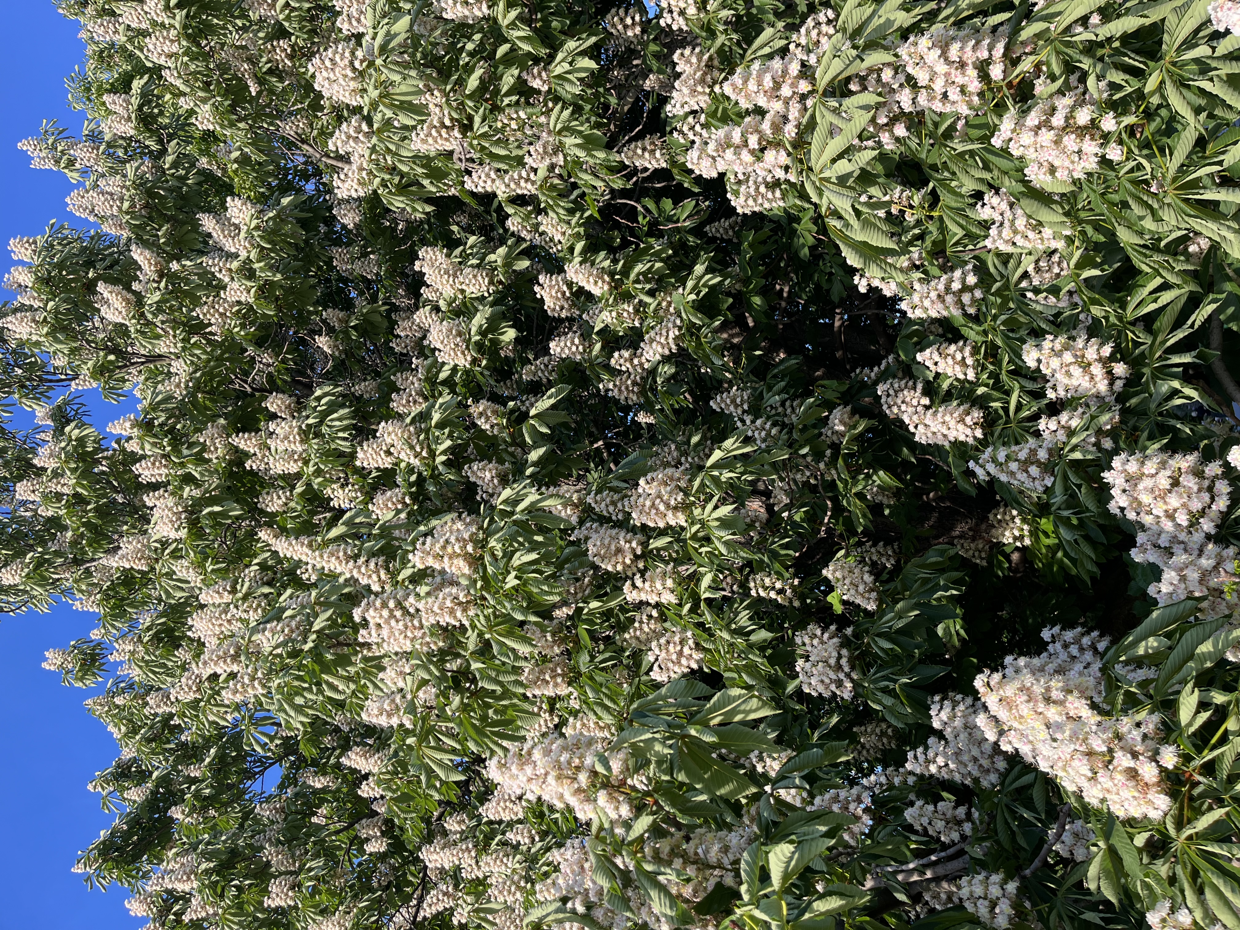 IMG_3431.jpeg