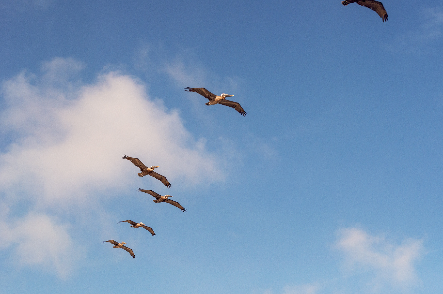 tybee birds1.jpg