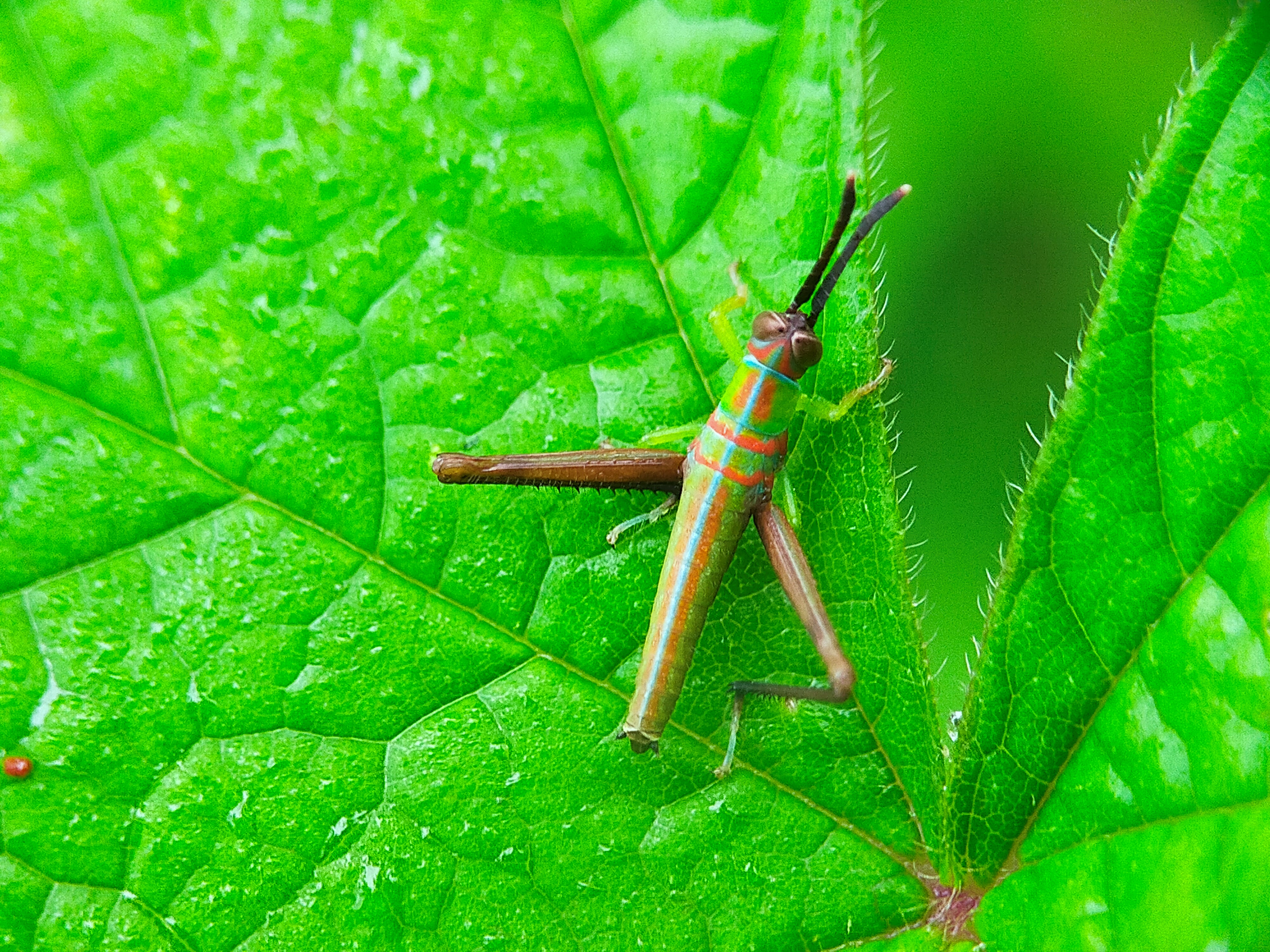 Grasshopper Color (23).jpg