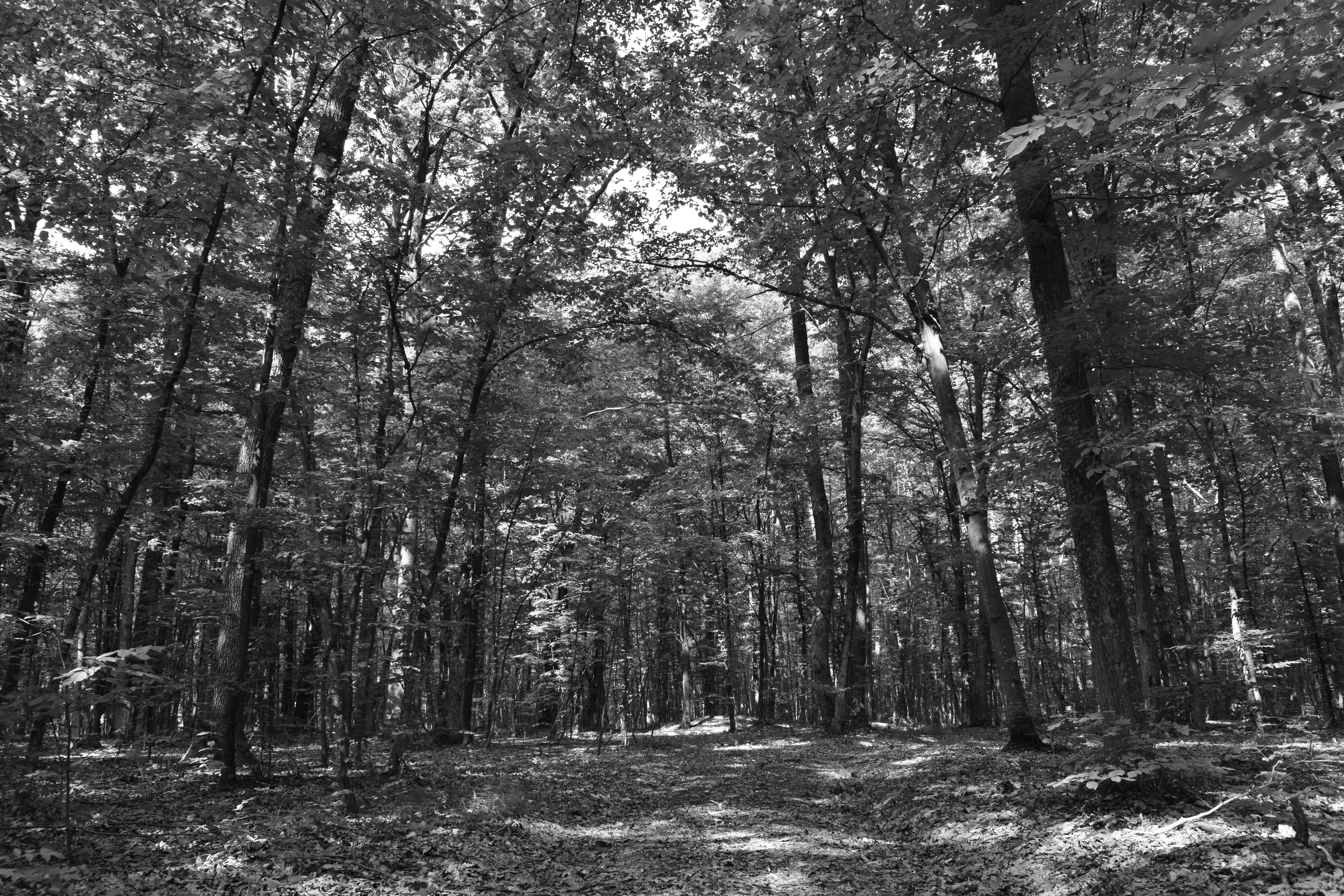 _DSC1236b.JPG
