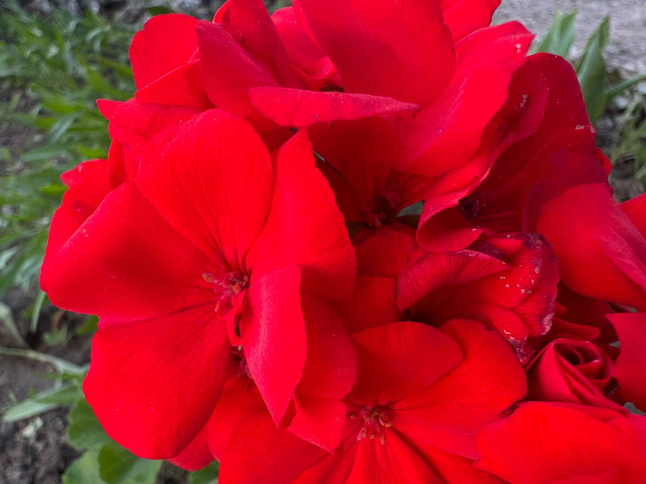 IMG_5920.jpeg
