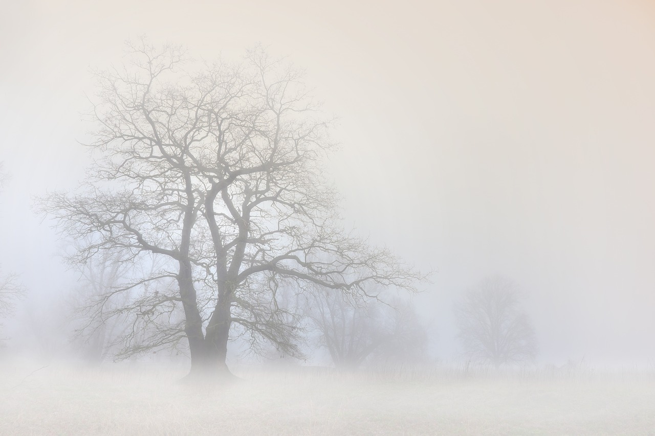 tree-6966126_1280.jpg