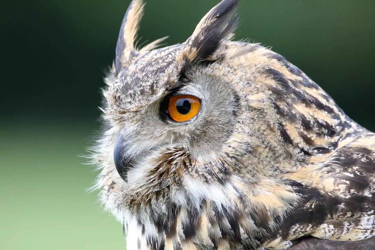 eurasian-eagle-owl-1642795_1280.jpg