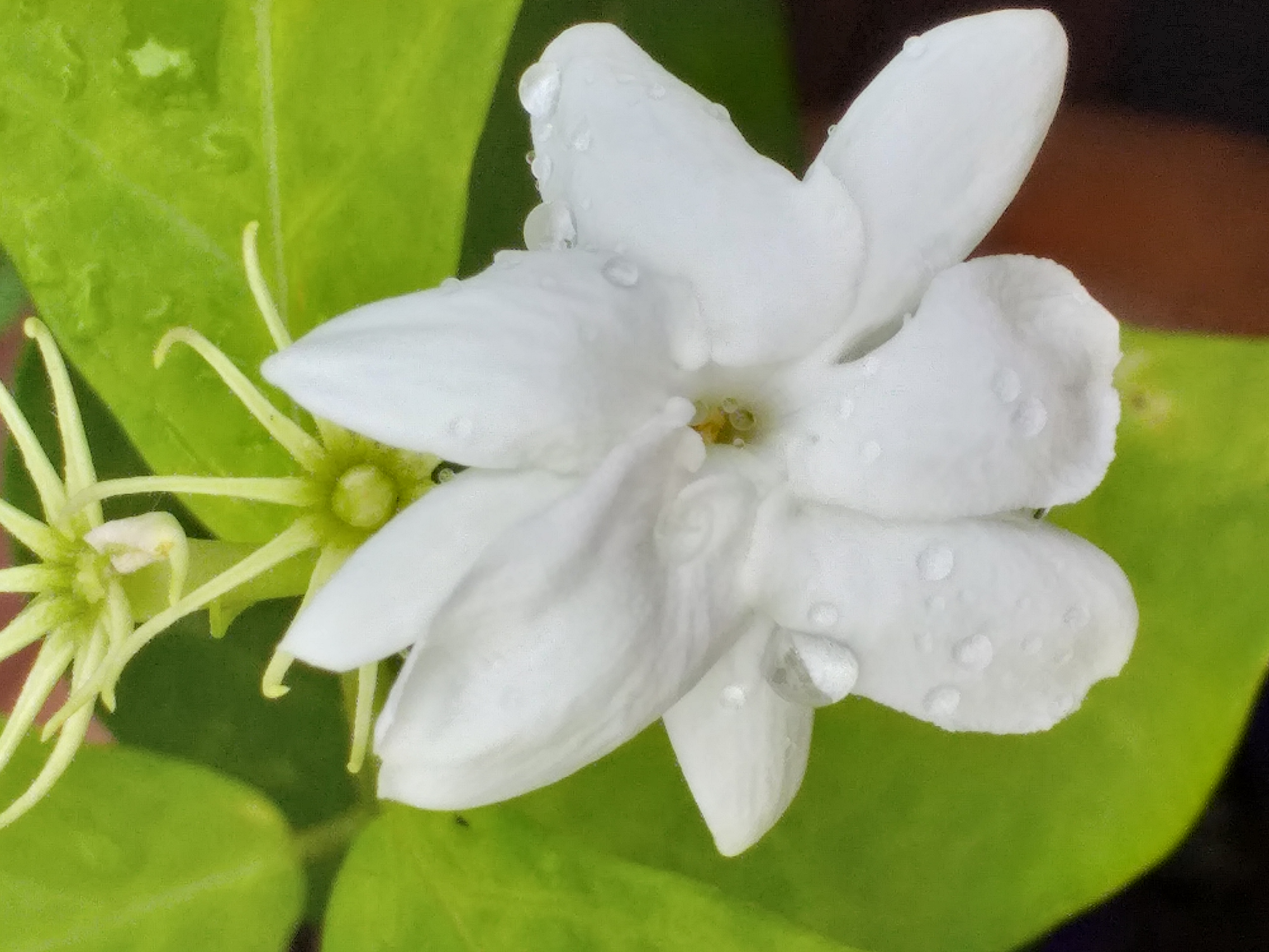 white flower33.jpg