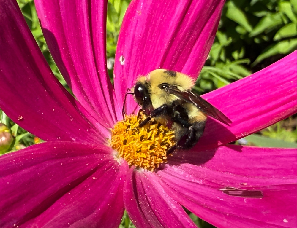 hivegarden-bee-1.jpg