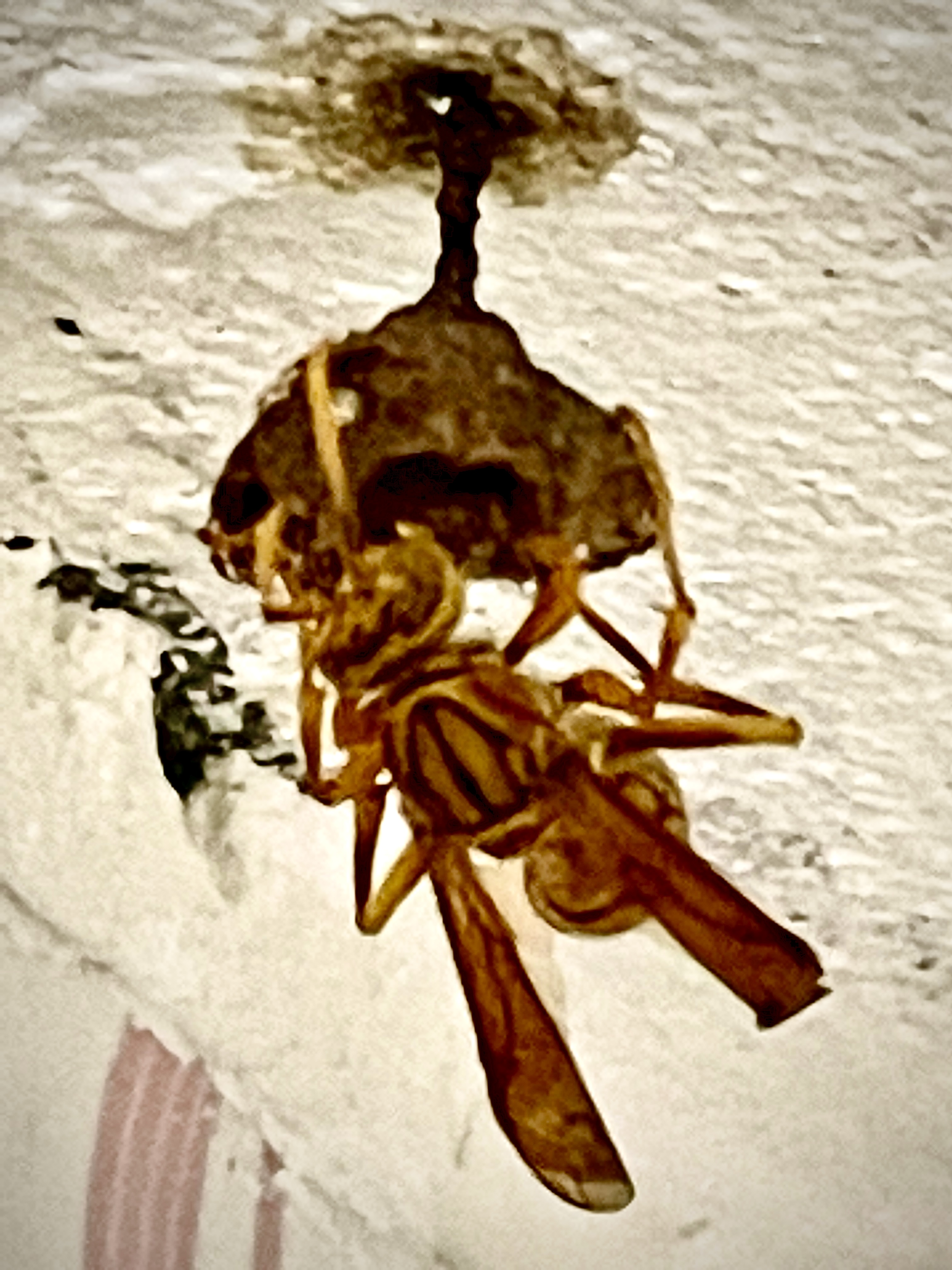 15255092-1973-423B-8C11-9A1535491FAF.jpeg