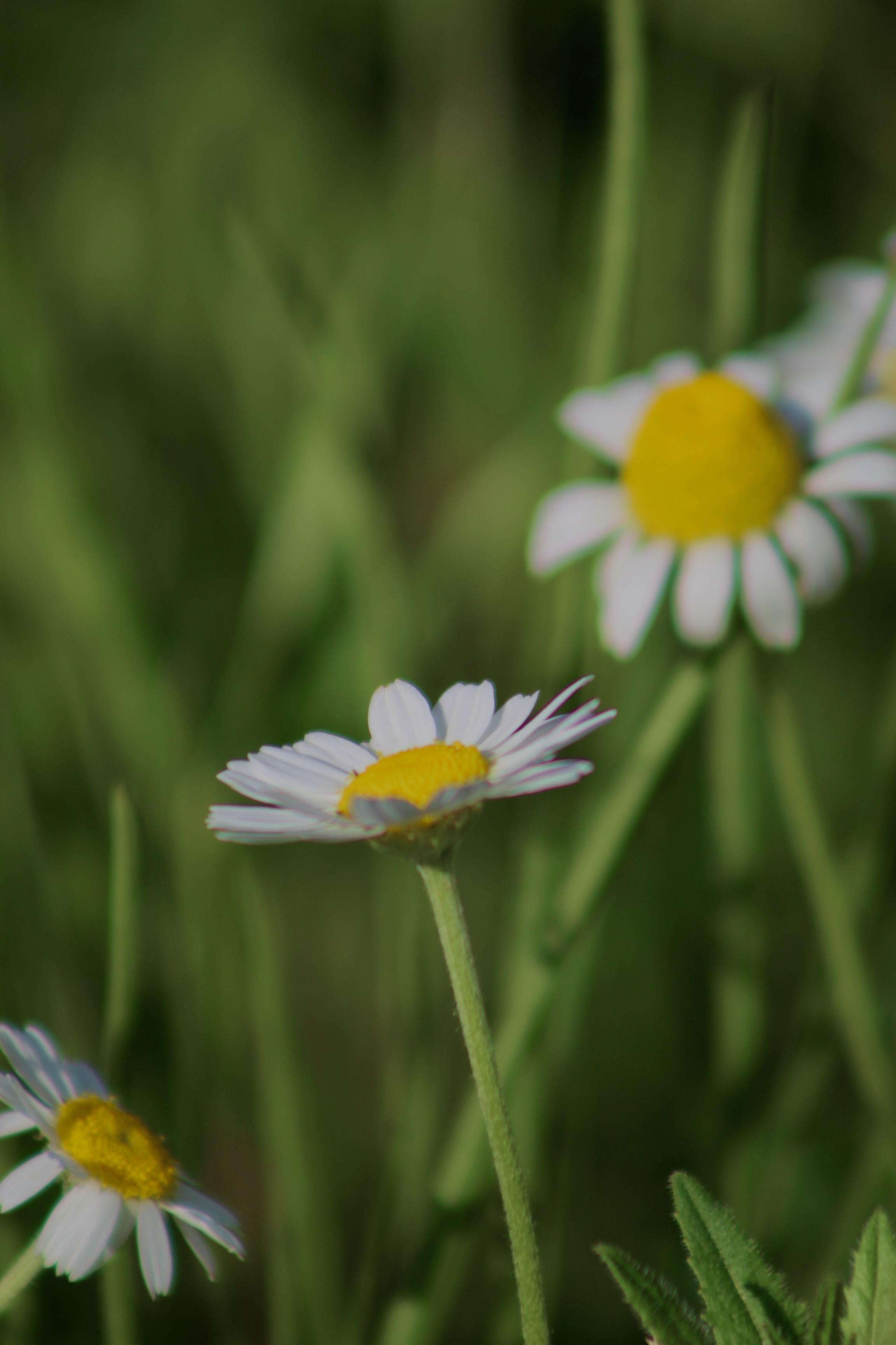 IMG_2938.jpeg