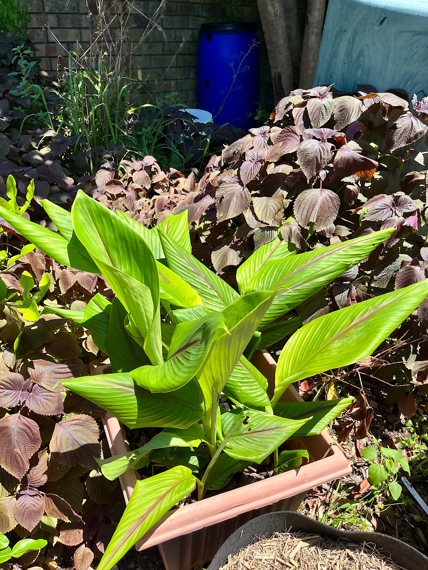 Black turmeric