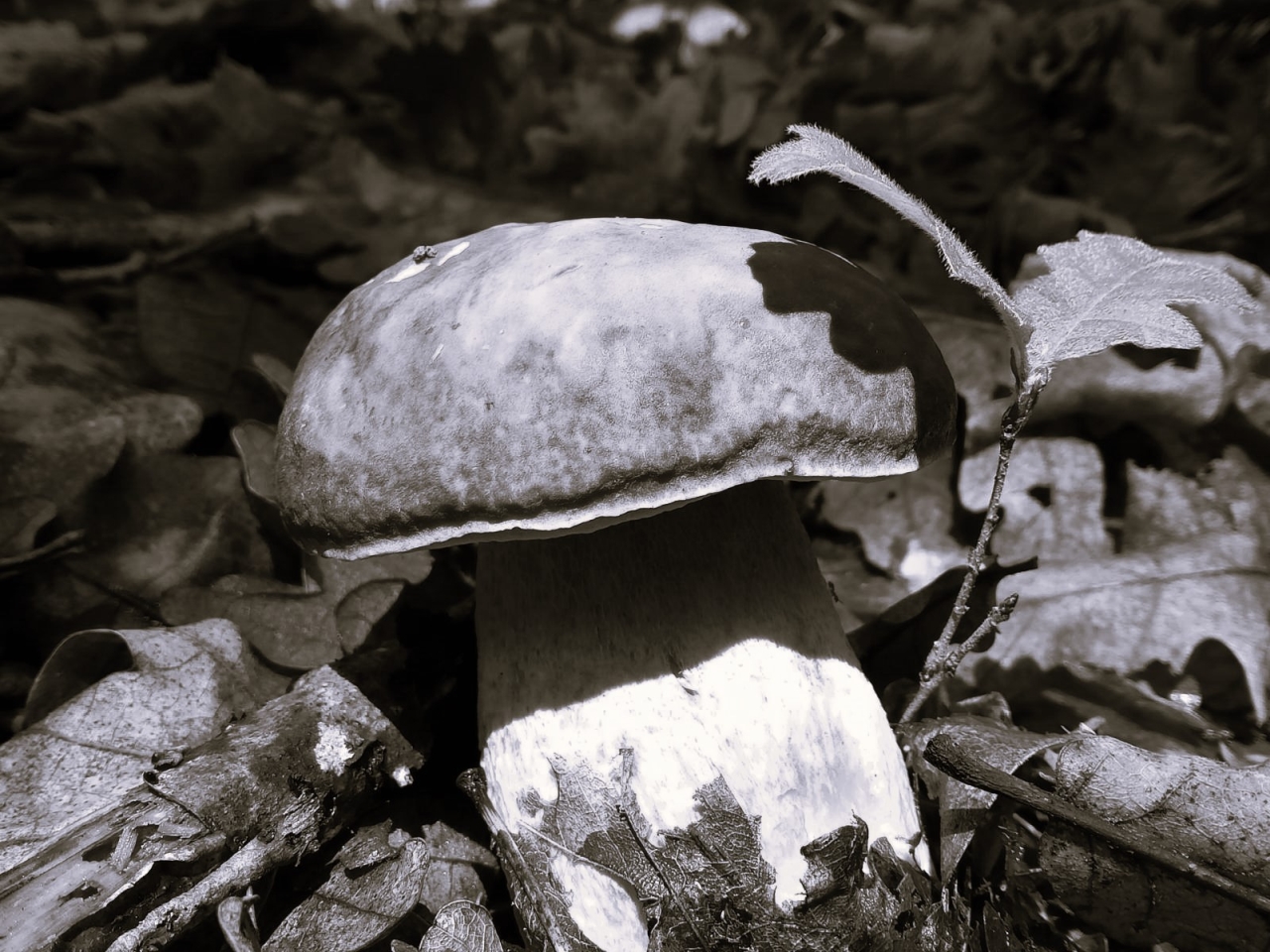 Warm  Boletus.jpg