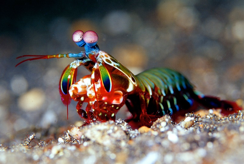 Boxing Mantis Shrimp Prefer Flurry of Hits Over Knockout Punches.png