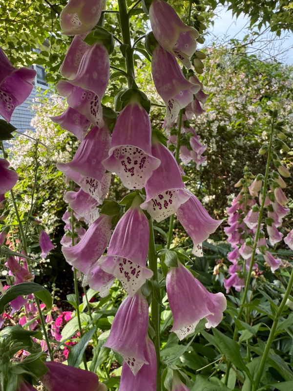 hivegarden-foxglove-pink.jpg