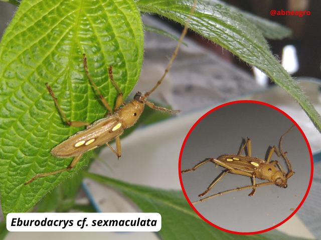 Automeris cf. jucunda (7).png