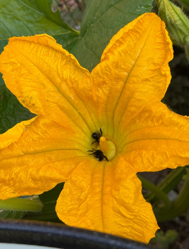 hivegarden-squash-bees.jpg