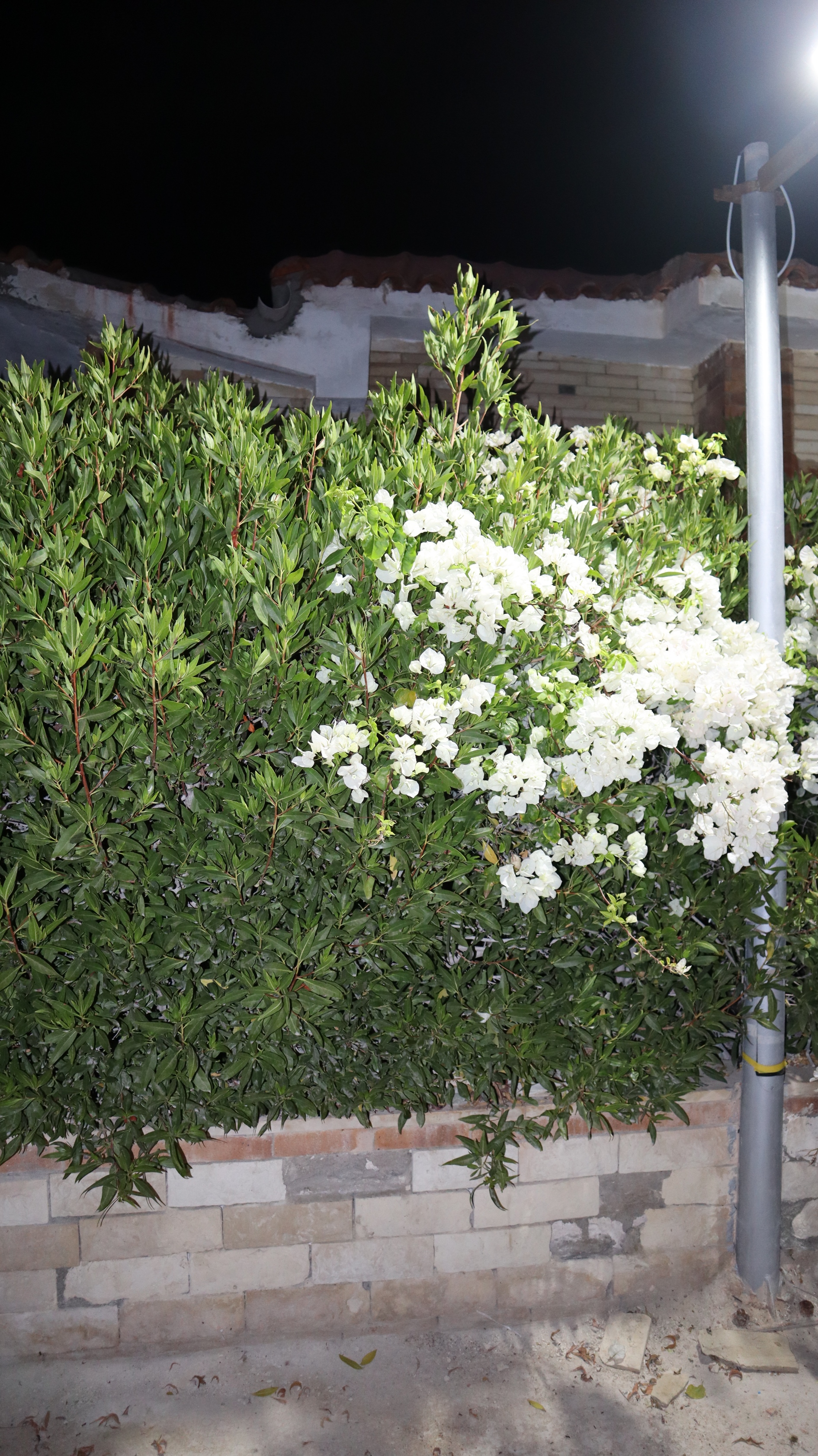 IMG_2881_copy_1891x3368.jpg