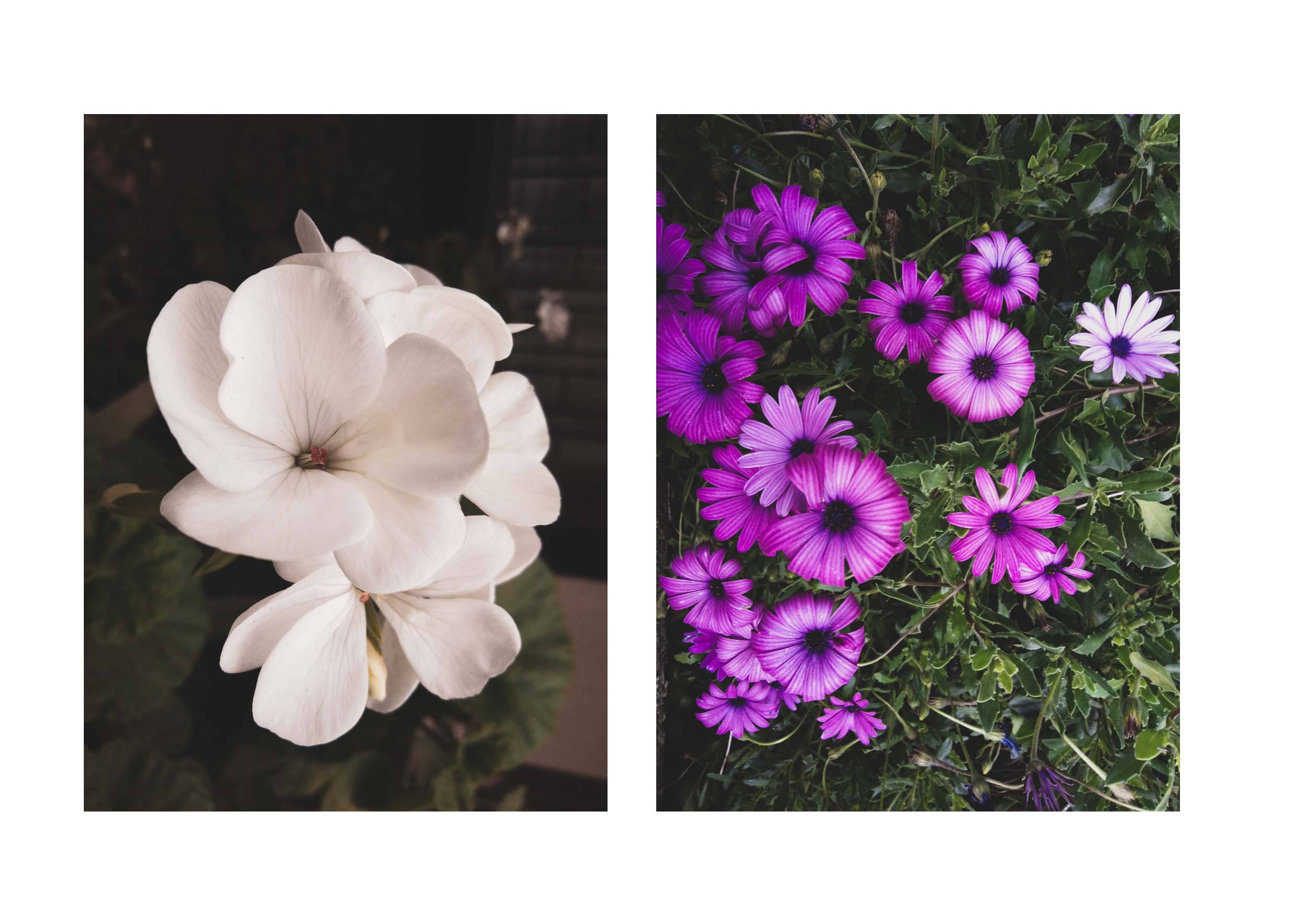 post flors -03.jpg