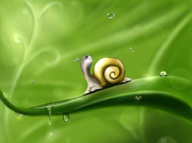 snail-83672_640.jpg