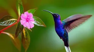 colibrí-azul-5-300x166.webp