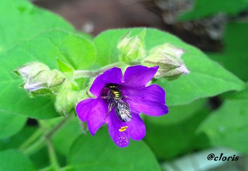 10-Flor_Fucsia.jpg