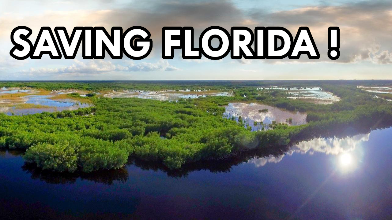 FLORIDA WETLANDS.png