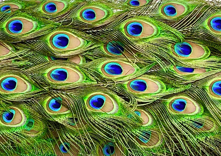 colorful-peacock-feathers-denise-mazzocco.jpg