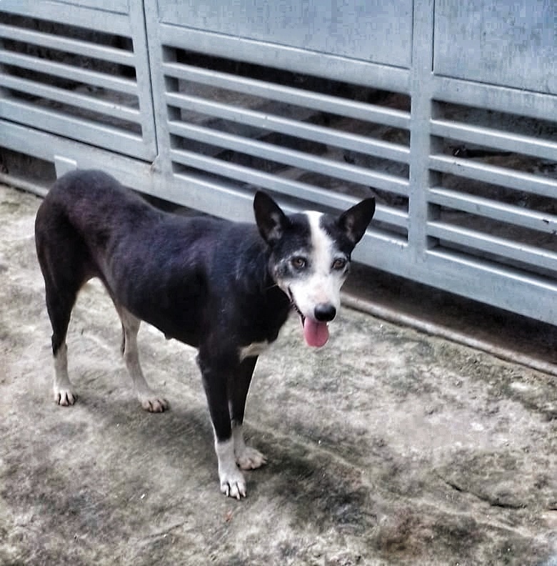 Billu Doggy Hungry..