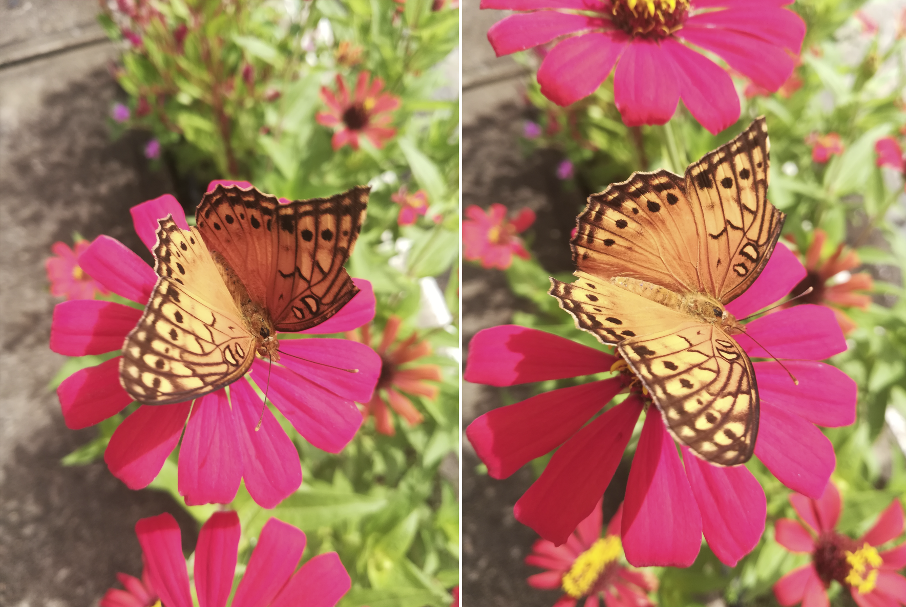 otras fotos mariposa.png