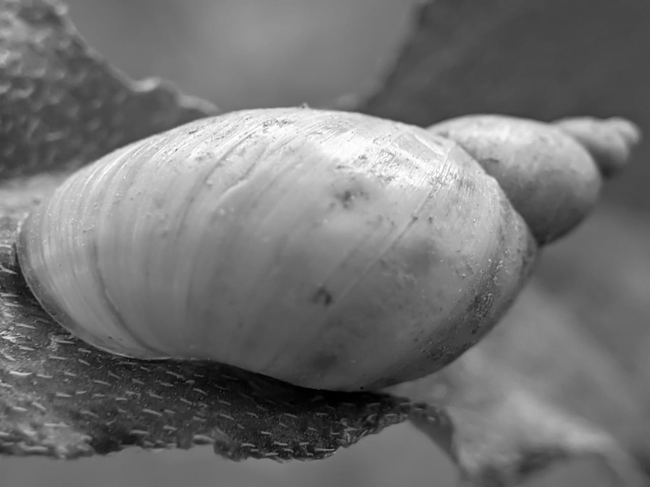 B&W snail (13).jpeg