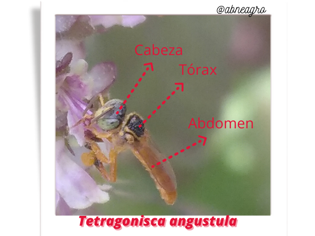 @abneagro(4).png