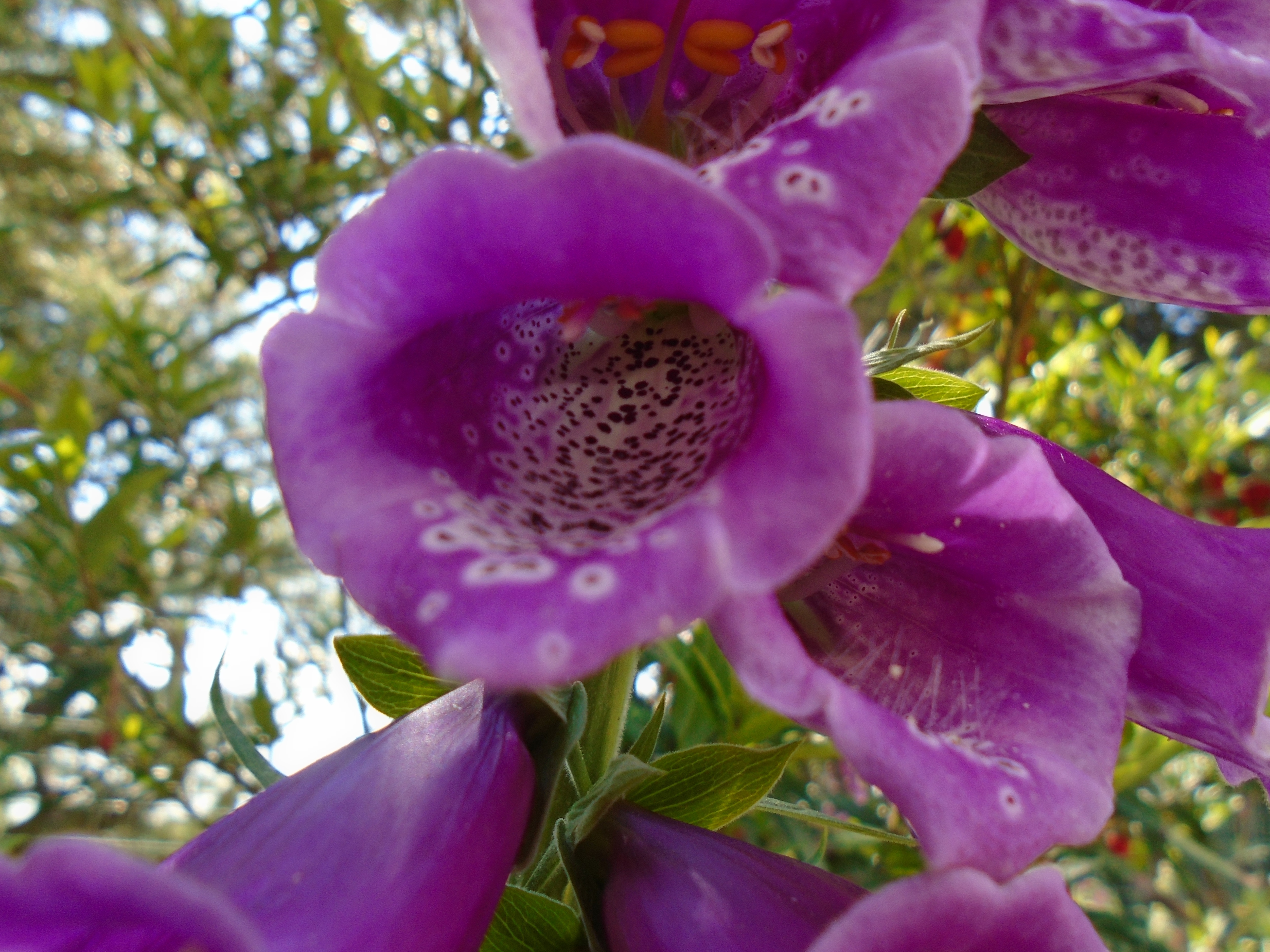 DSC02788.jpg