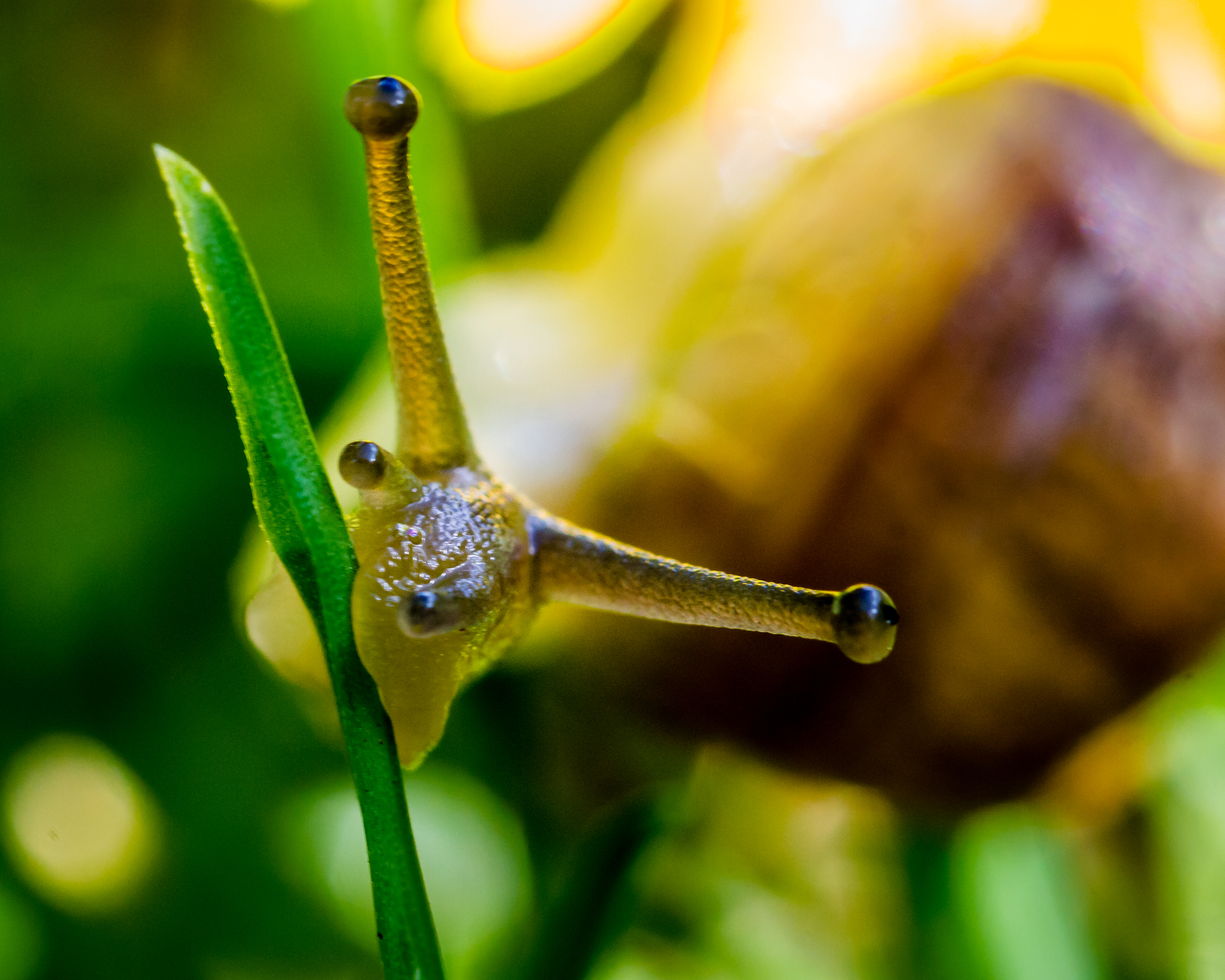 snail (12)-Edit-2.jpg