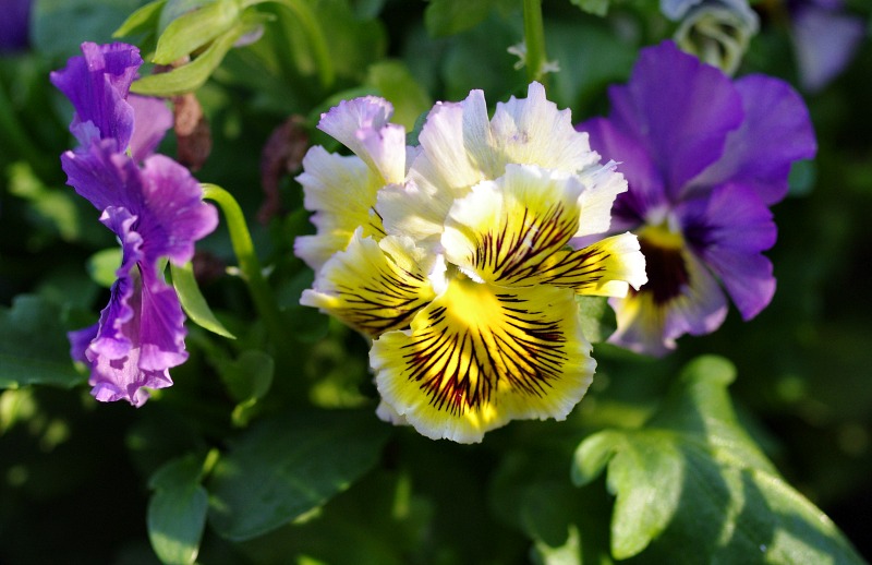 https://images.hive.blog/DQmcEmigJScafHS5RfcodXqekAK7hpmzoVwyx2Ly1ixRBcm/steemitphotochallenge-steemit-pansy-sunscape.jpg