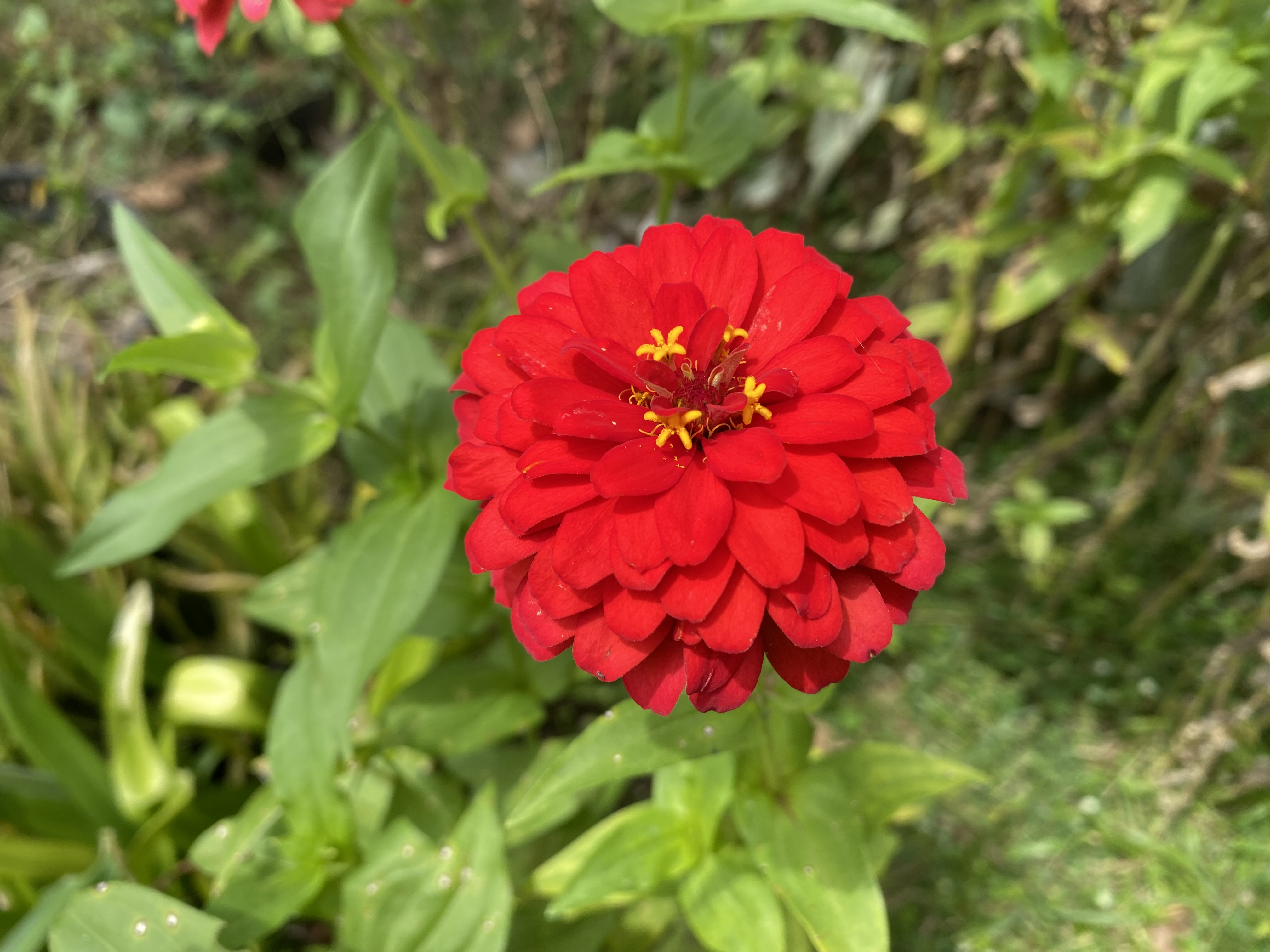 IMG_4137.jpeg