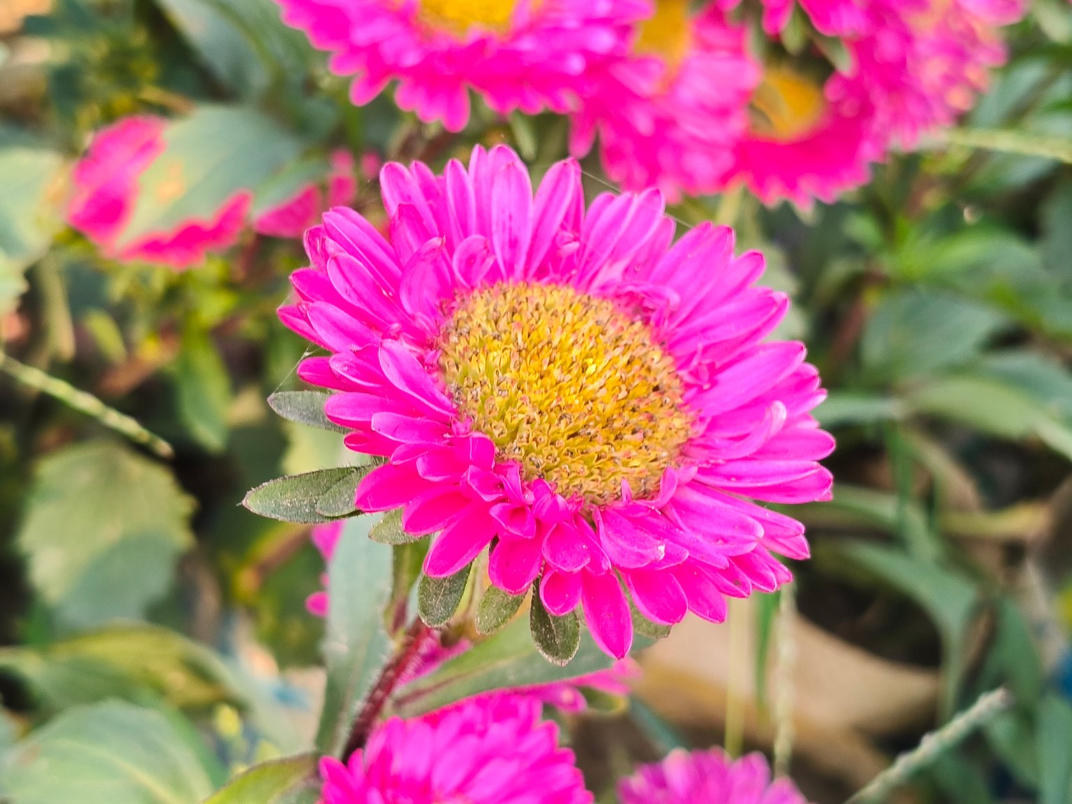 Aster Flower Photography