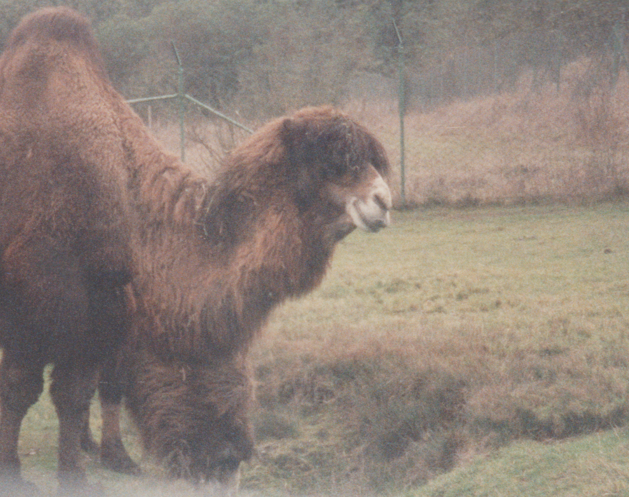 1992-12-26 - Saturday - Wildlife Safari Trip, Marilyn, Crystal-18.png