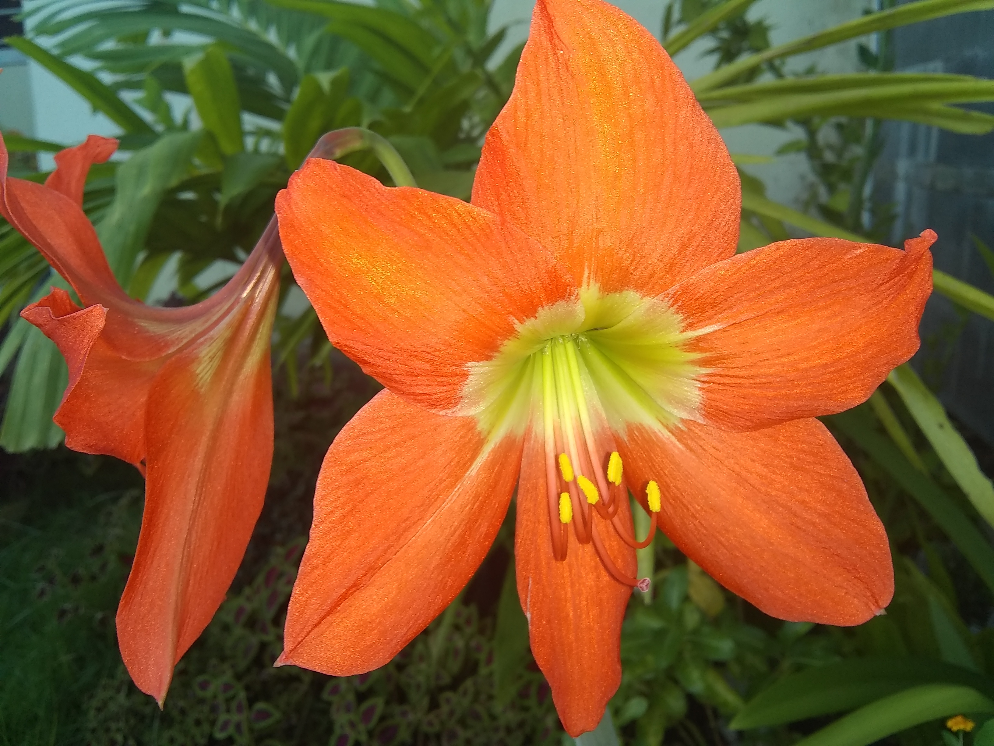 Exótica y Expectacular Lirio belladona una explosión de colores || Exotic  and Spectacular Belladonna Lily an explosion of colors — Hive