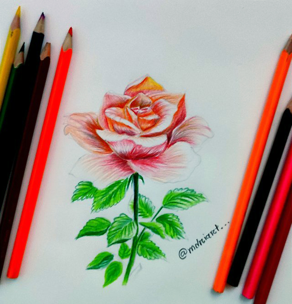 How to Draw a Rose (Rose) Step by Step | DrawingTutorials101.com