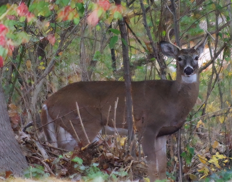 fall-leaves-deer-1.jpg