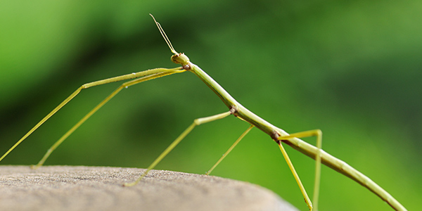 invertebrate_walking-stick_dreamnikon-GettyImages_600x300.jpg