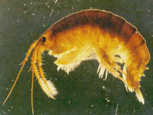 Dikerogammarus_villosus_(8740859563).jpg