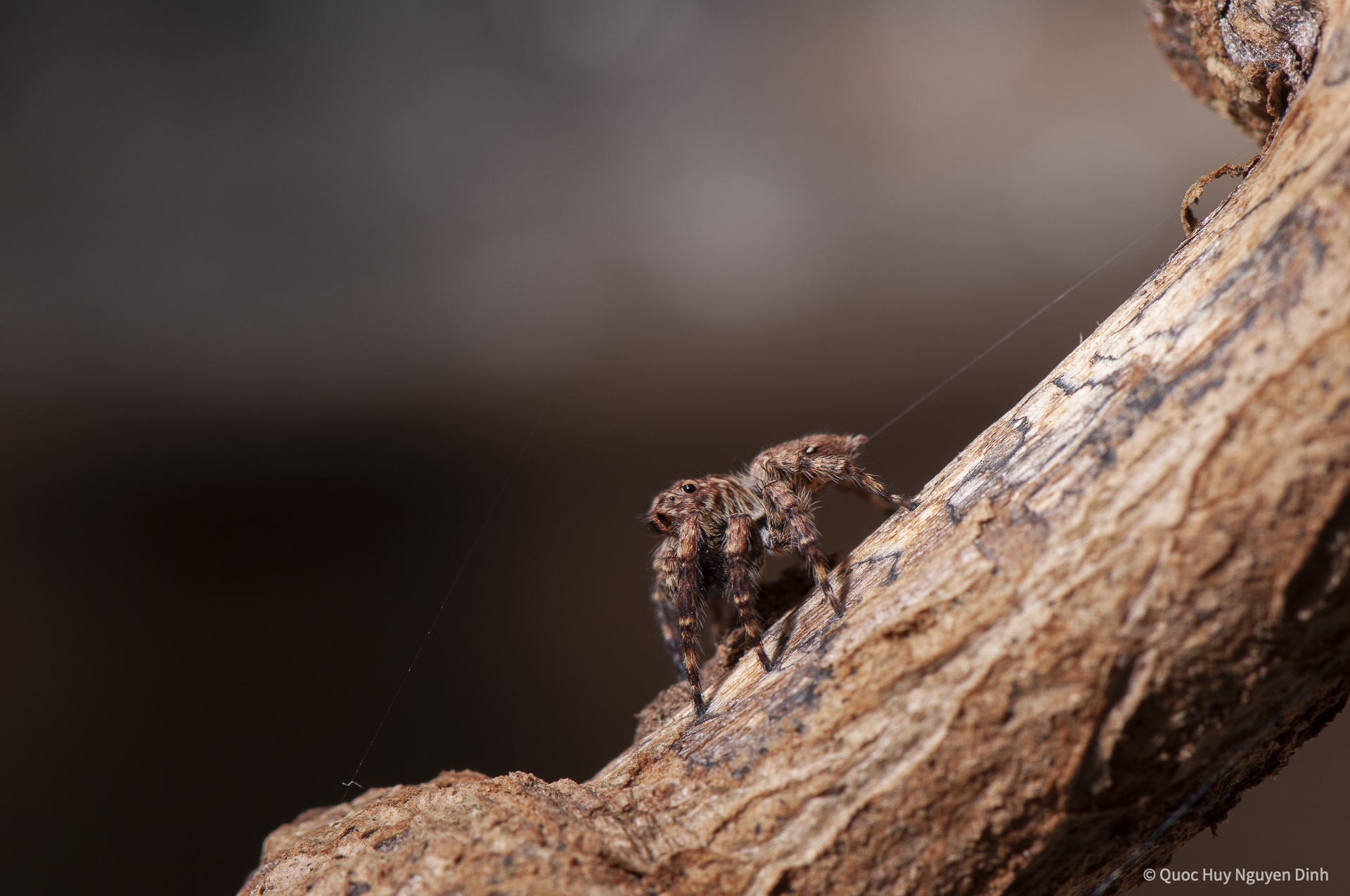 Jumping Spider - Servaea sp-2.jpg